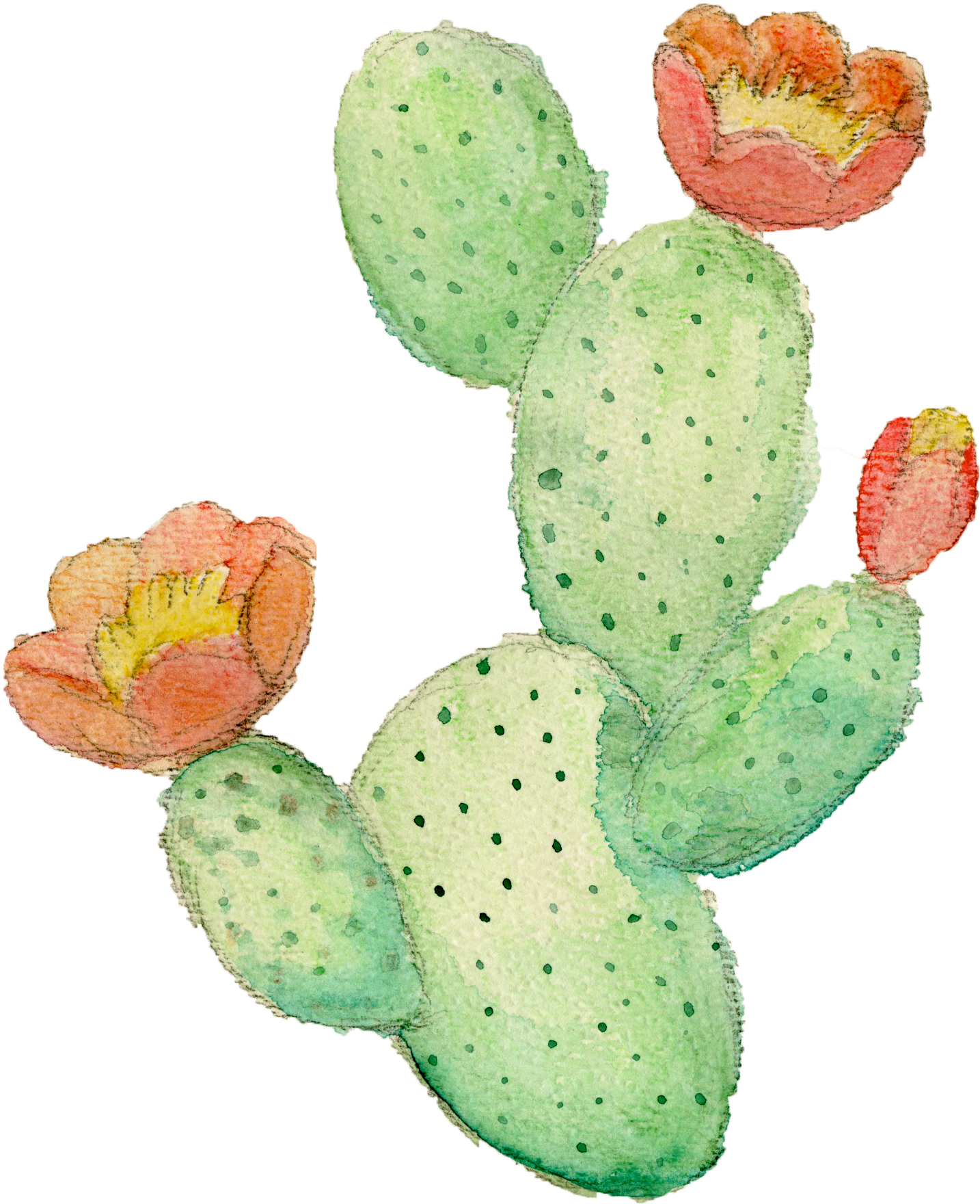 prickly pear.png