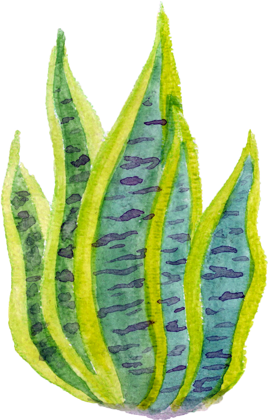 snake plant.png