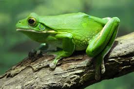 frog.jpeg