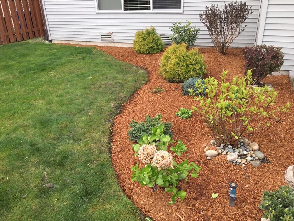 edged grass.jpg