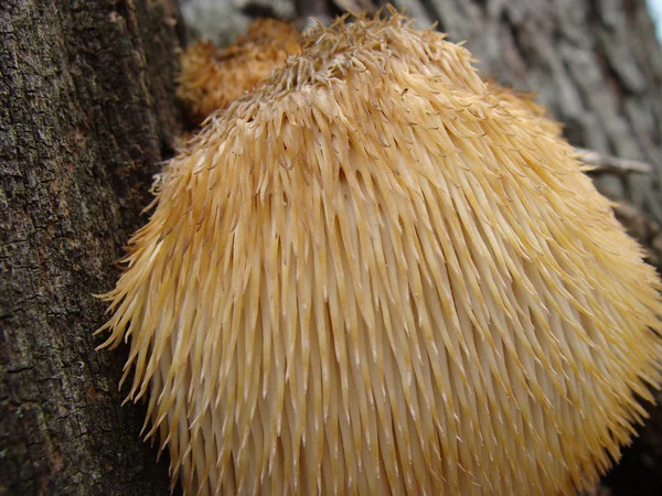 The Lion's Mane mushroom