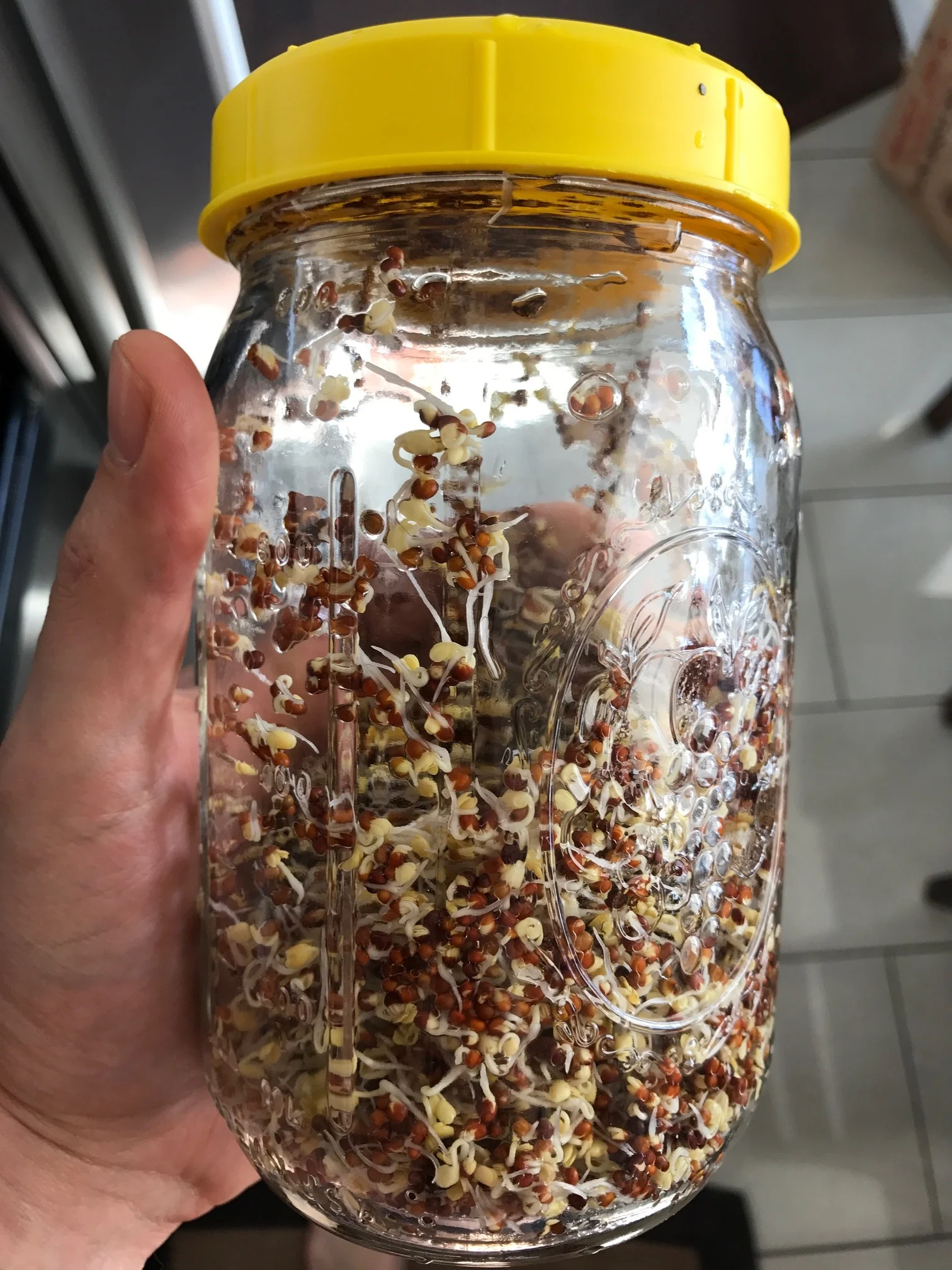 This is my jar! I use a 32-ounce wide mouth Ball mason jar, a sprouting lid (link to the left). These sprouts are about 2 days old (after activation).