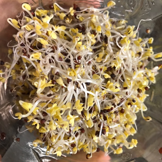 Sprouts are edible when they look like this. These are 3 day old sprouts (not including activation time).