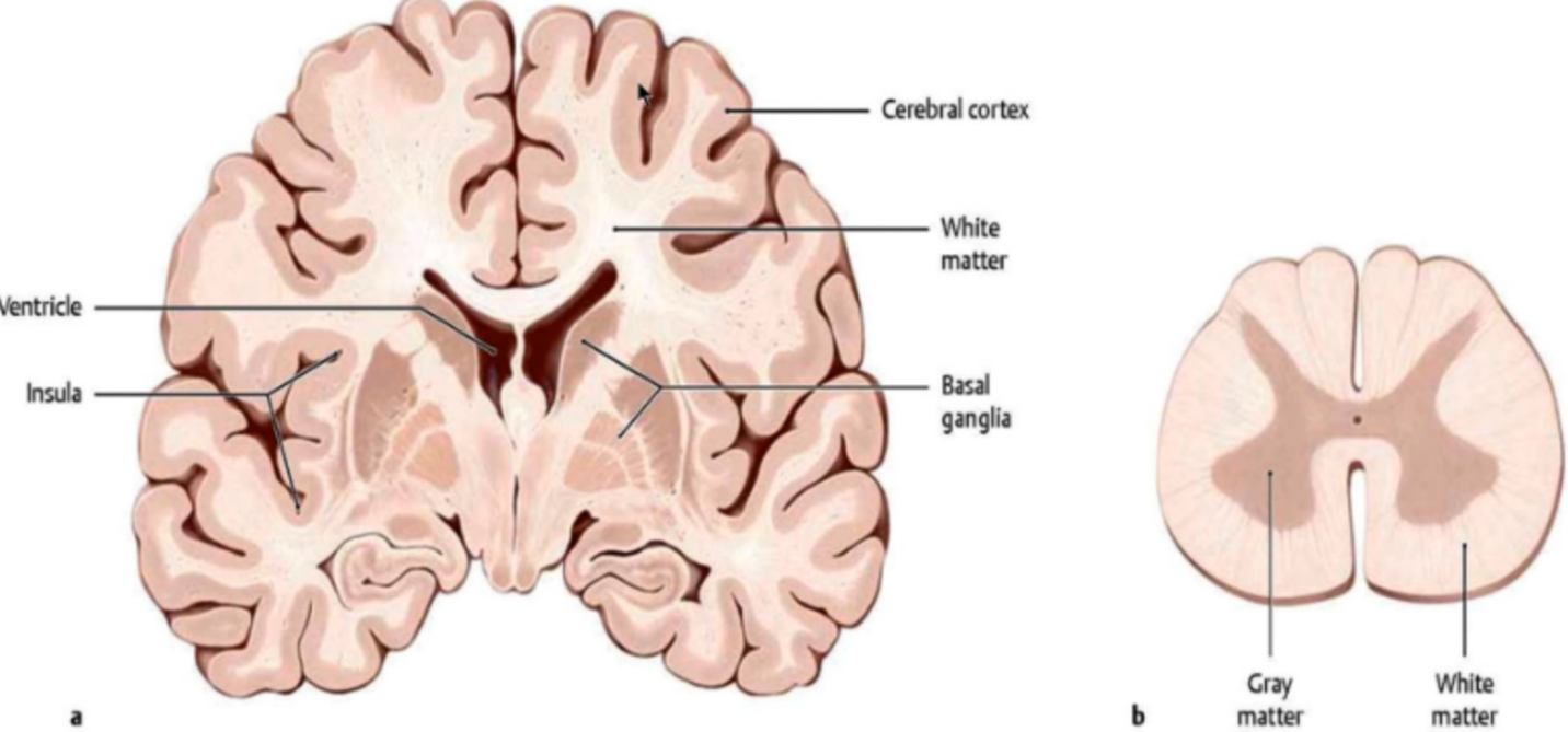 Distribution of grey and white matter in the brain