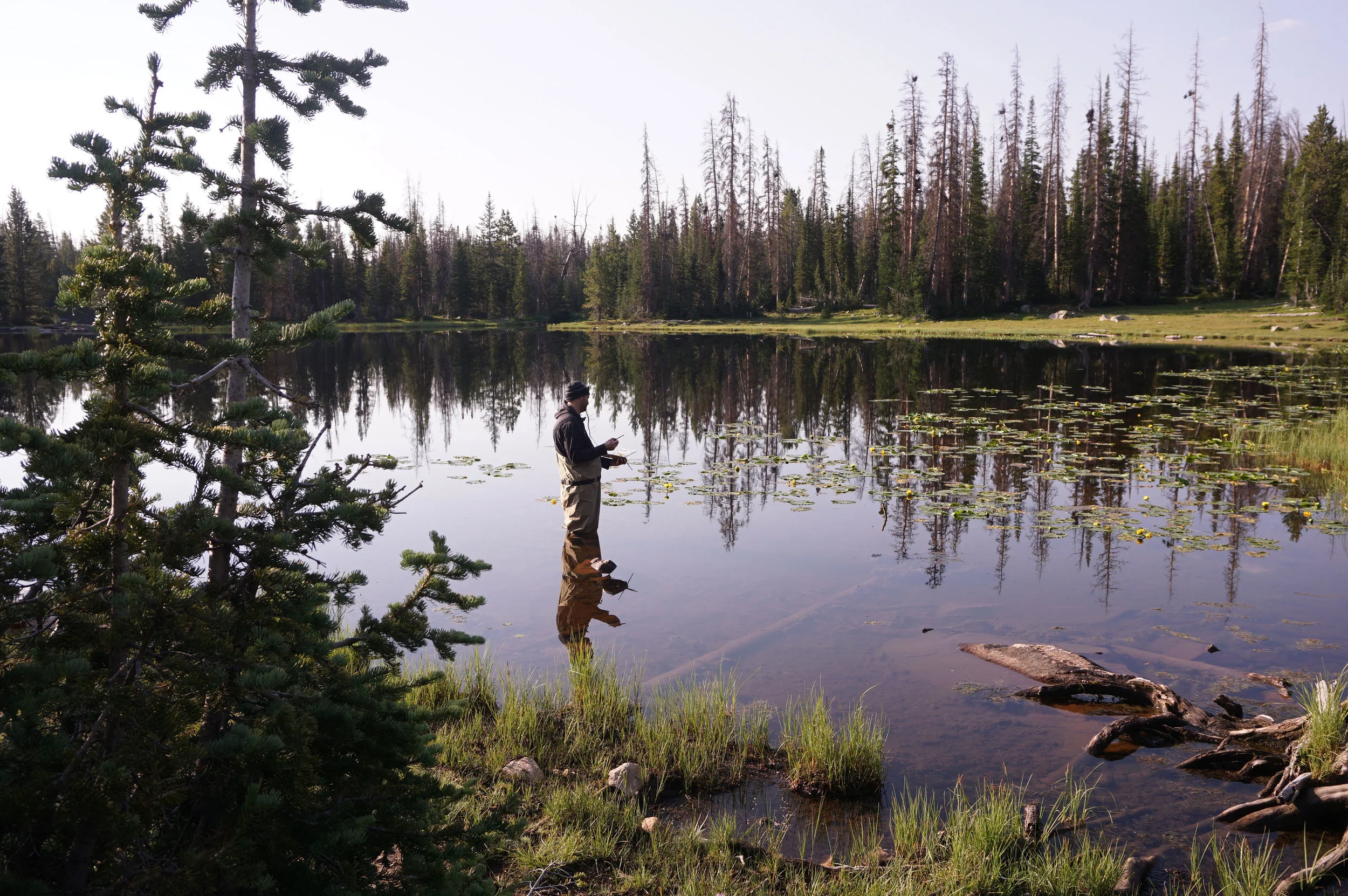 mark-crenshaw-painting-lilly-pads.jpg