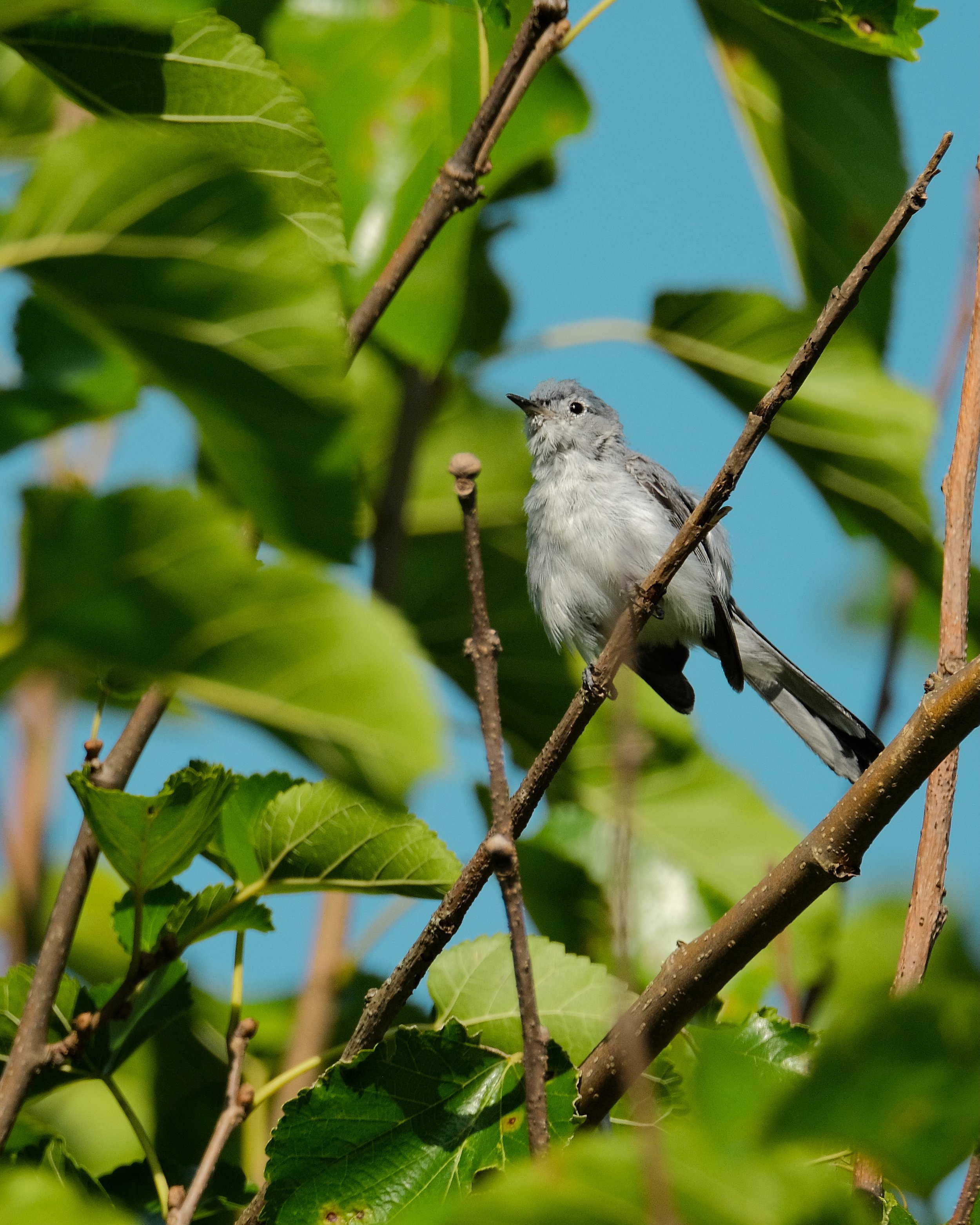 2026-bird - 5.jpeg