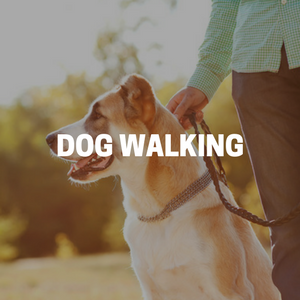 Dog Walking in Bergen County New Jersey