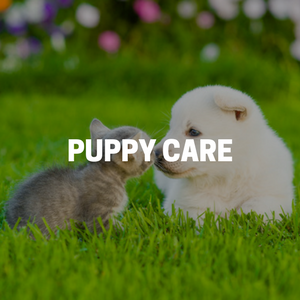 Puppy Care in Bergen County New Jersey