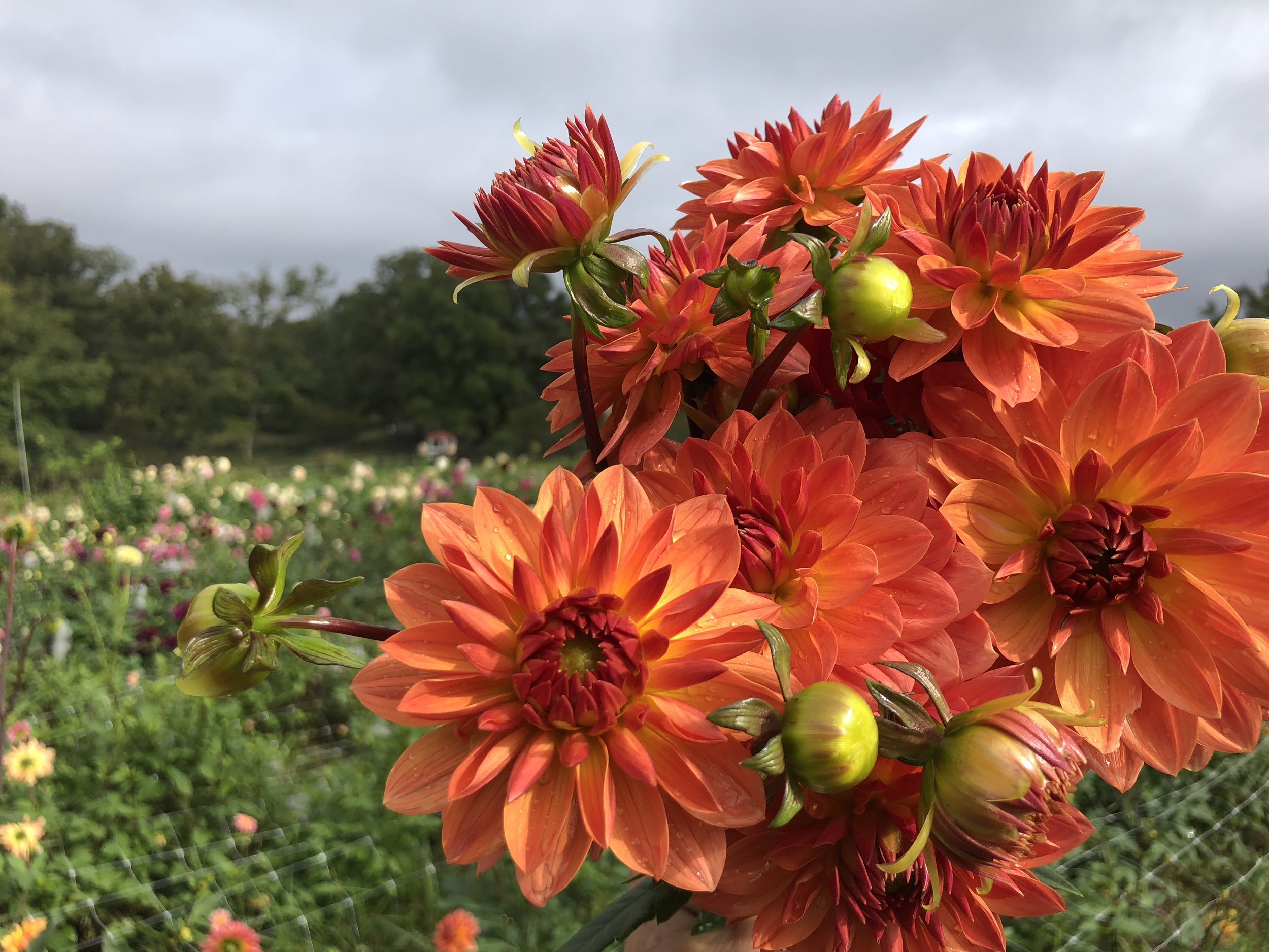 DAHLIAS