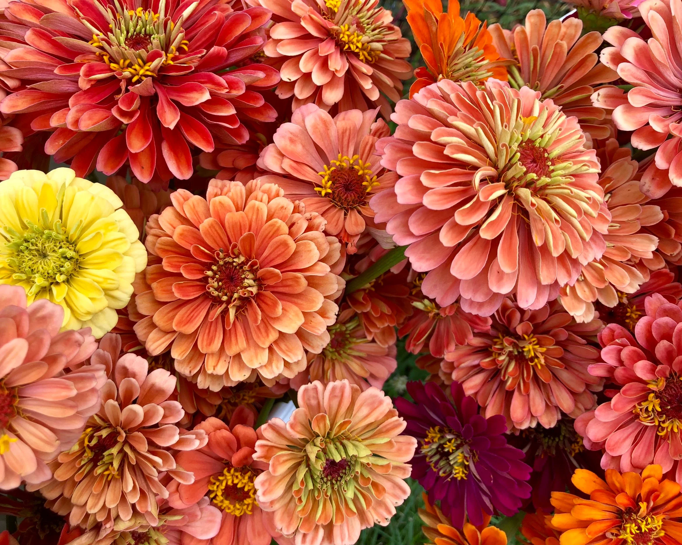 ZINNIAS