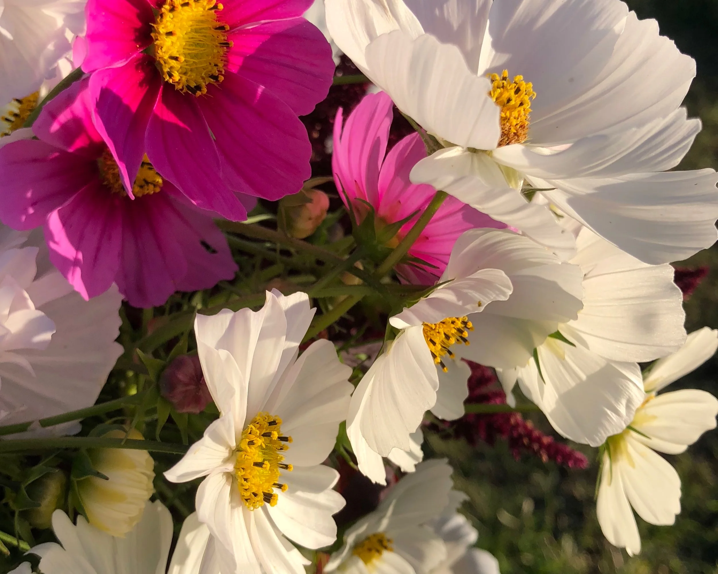 COSMOS