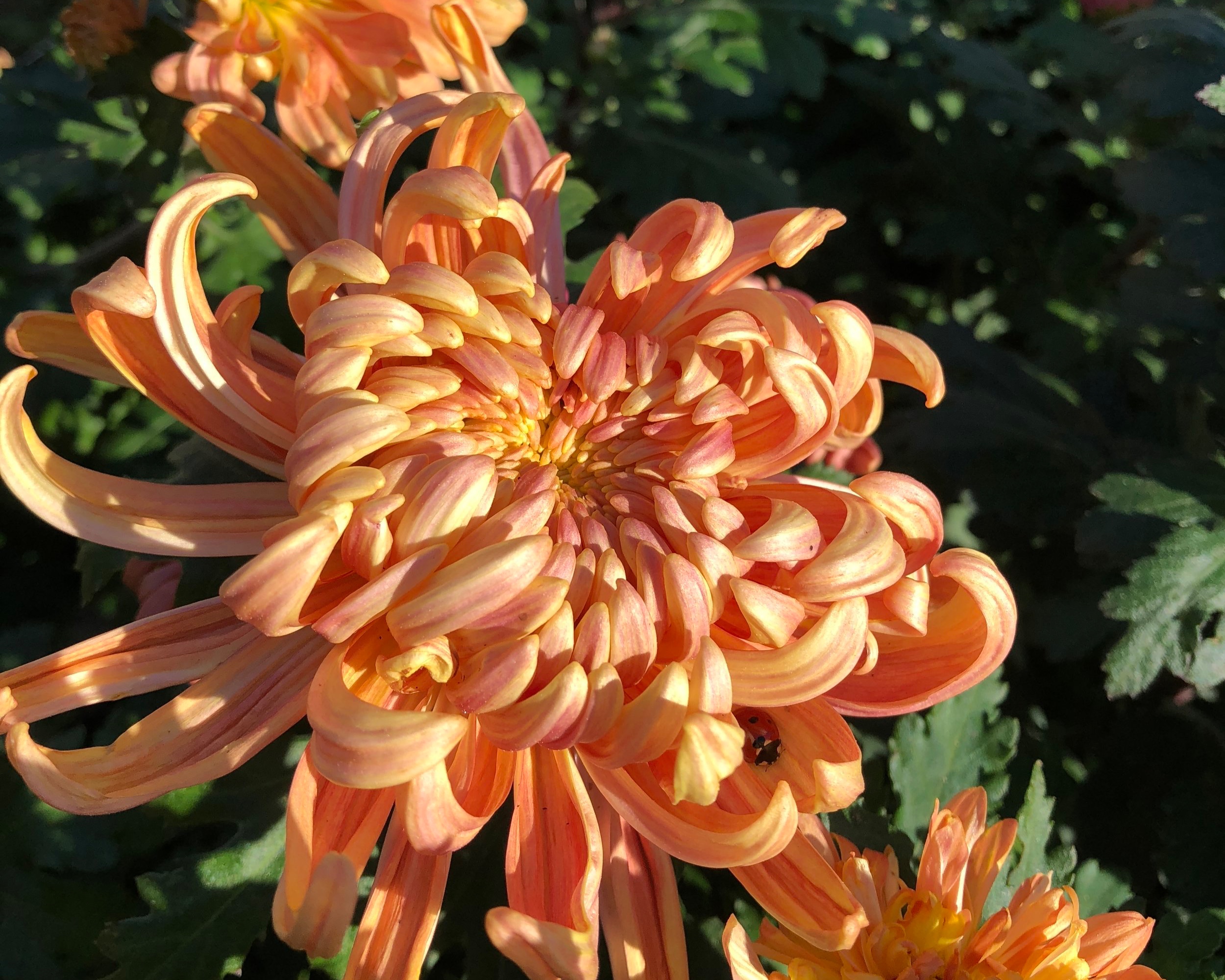 HEIRLOOM MUMS