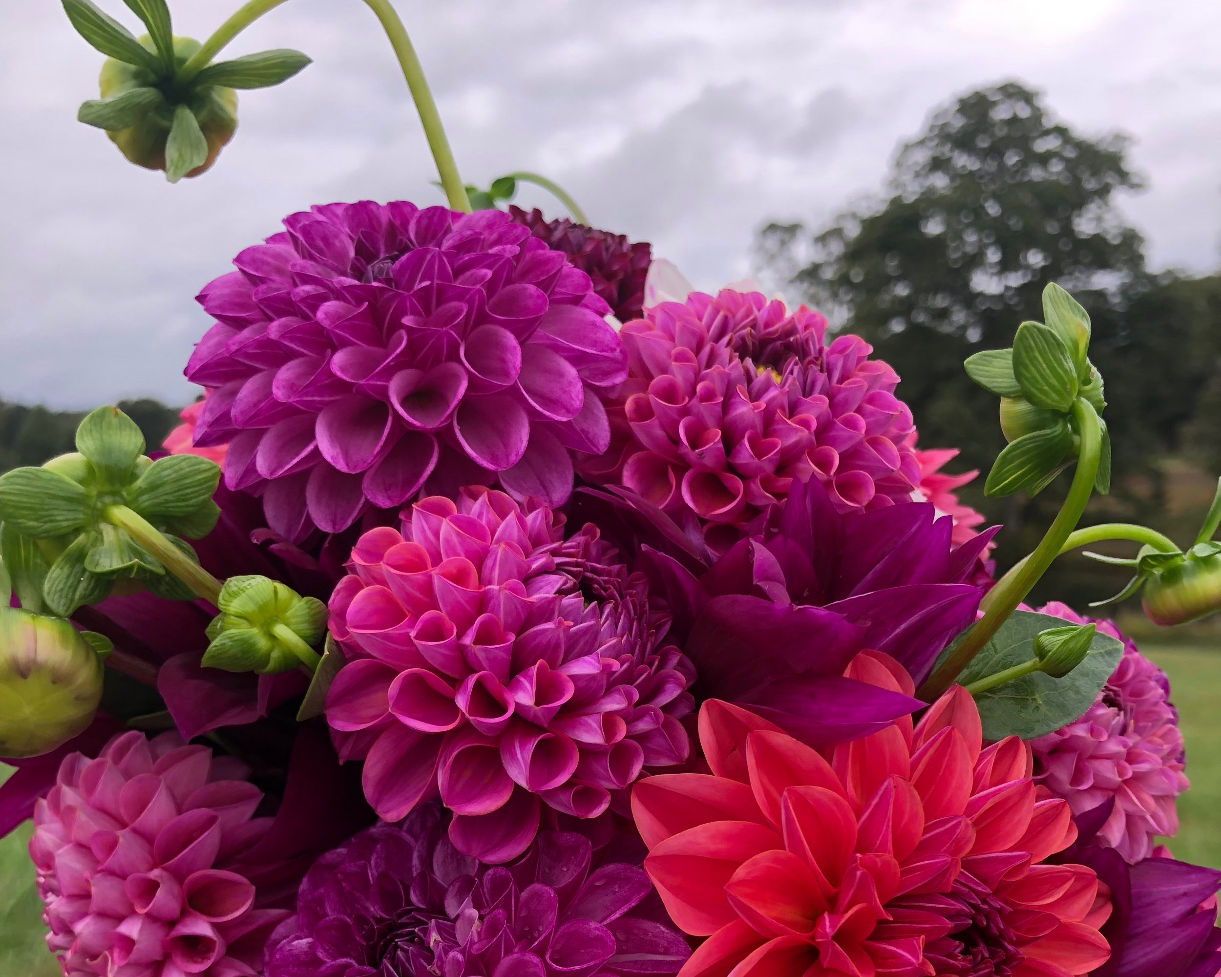 DAHLIAS