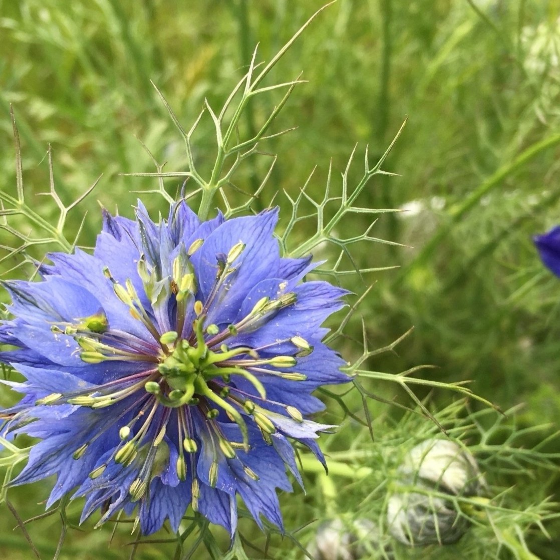 LOVE-IN-A-MIST