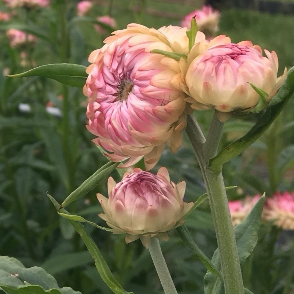 STRAWFLOWERS