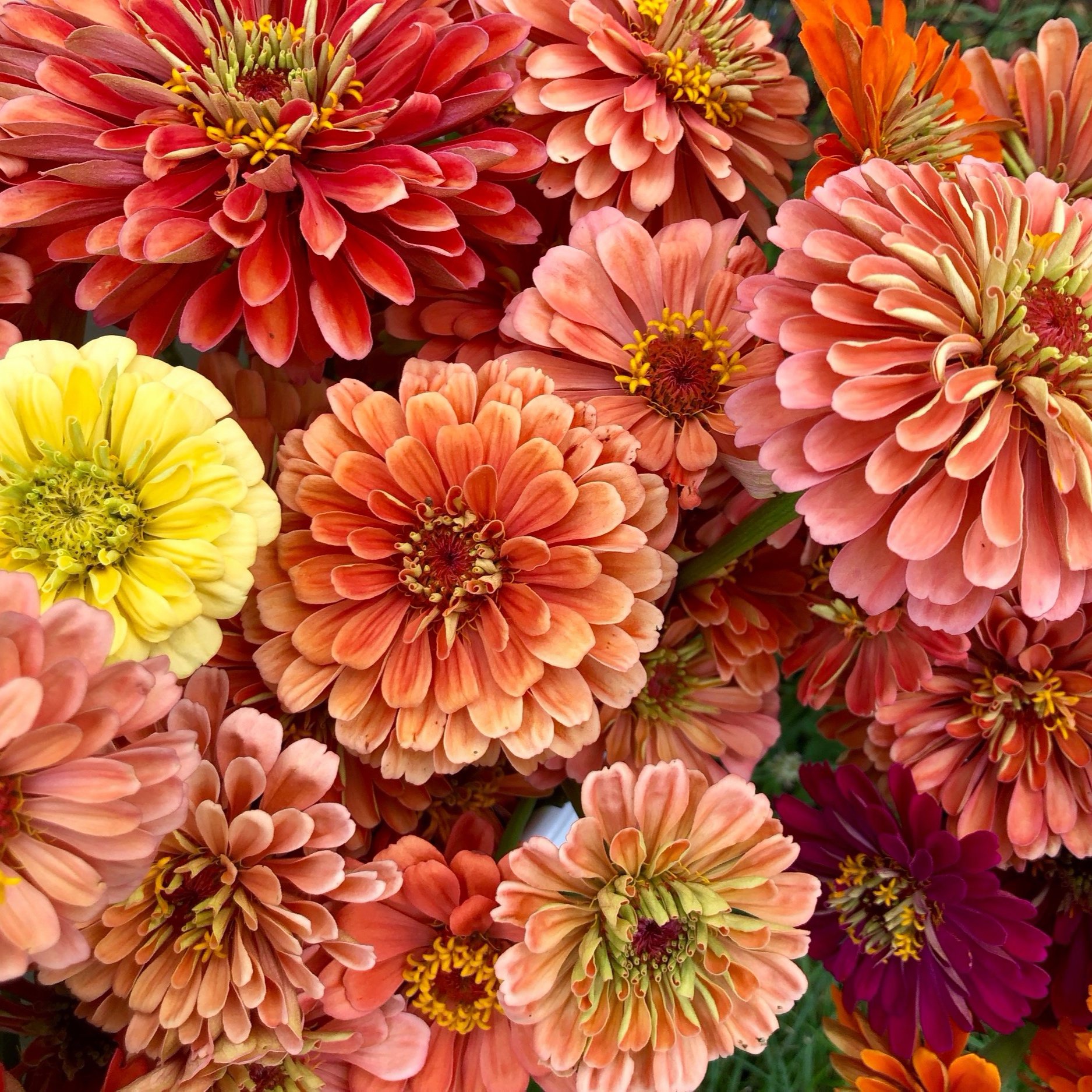 ZINNIAS