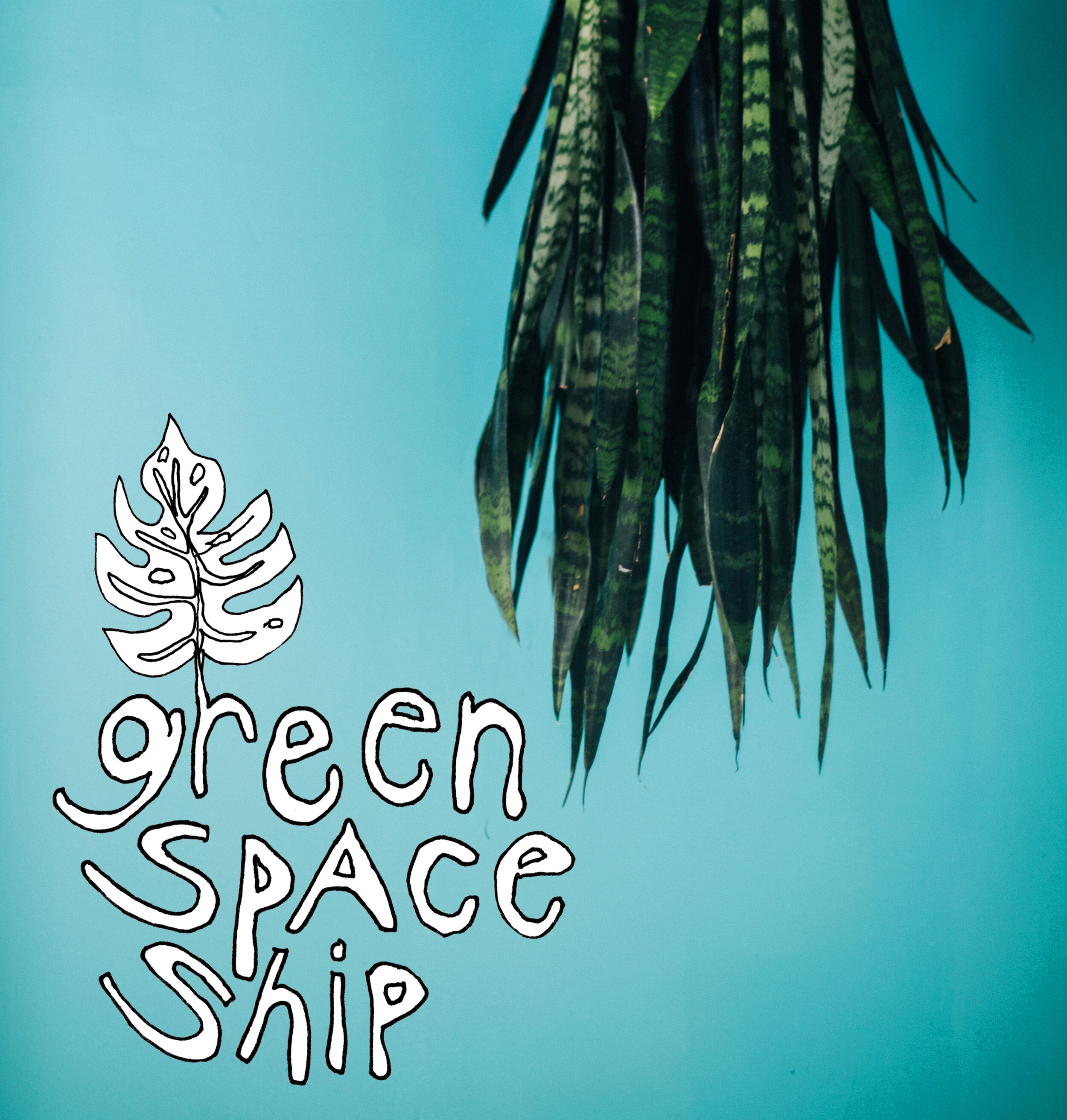 Nephrolepis Exaltata, Dracaena, and  Spathiphyllum : The Green Space Ship