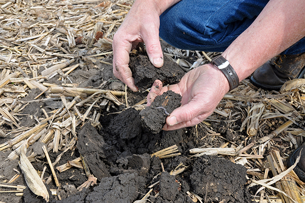 Since DeBruin began no-tilling he has seen an increase in earthworm populations in his soils, a sign of health, living soil.