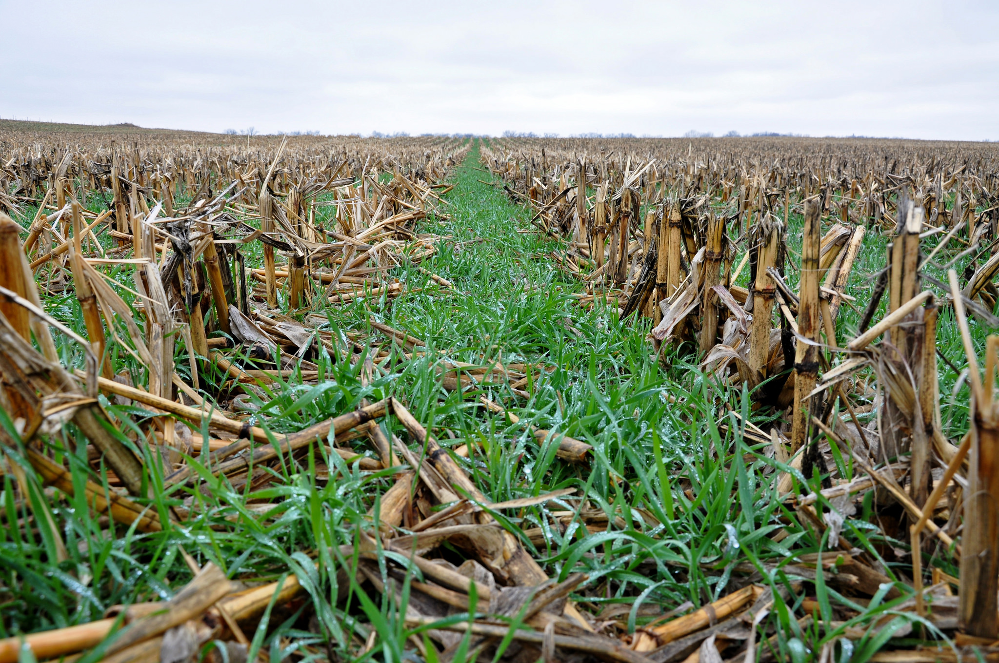 Many landowners are using cover crops like cereal rye to reduce soil erosion and nab nitrates in the Wall Lake Inlet Watershed in Sac County, as part of USDA's National Water Quality Initiative.