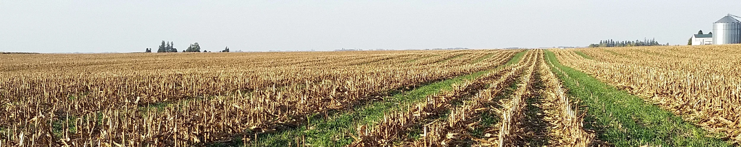seedcorn_banner.jpg