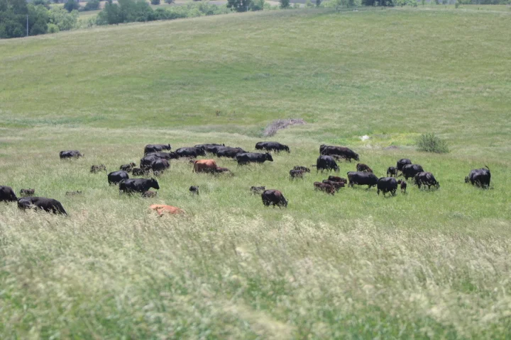 Guest Post with Iowa Cattlemen's Association: Thom Miller's conservation story