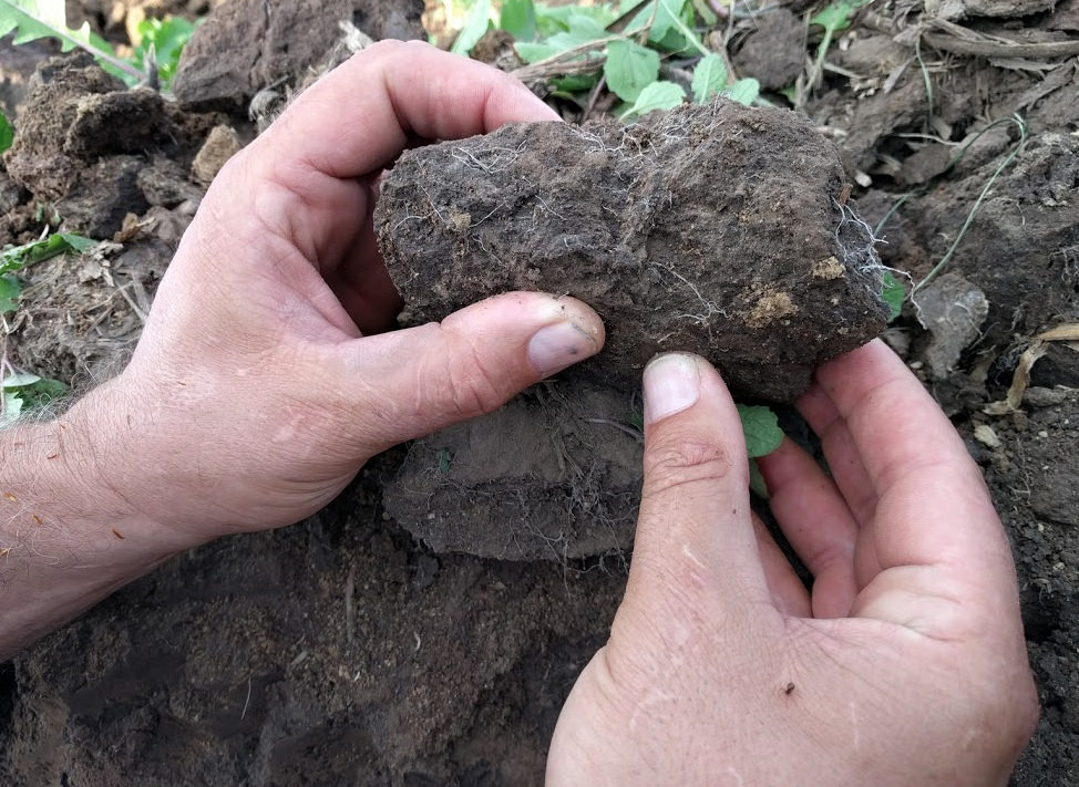 A Soil Health Partnership field manager examines roots from cover crops.