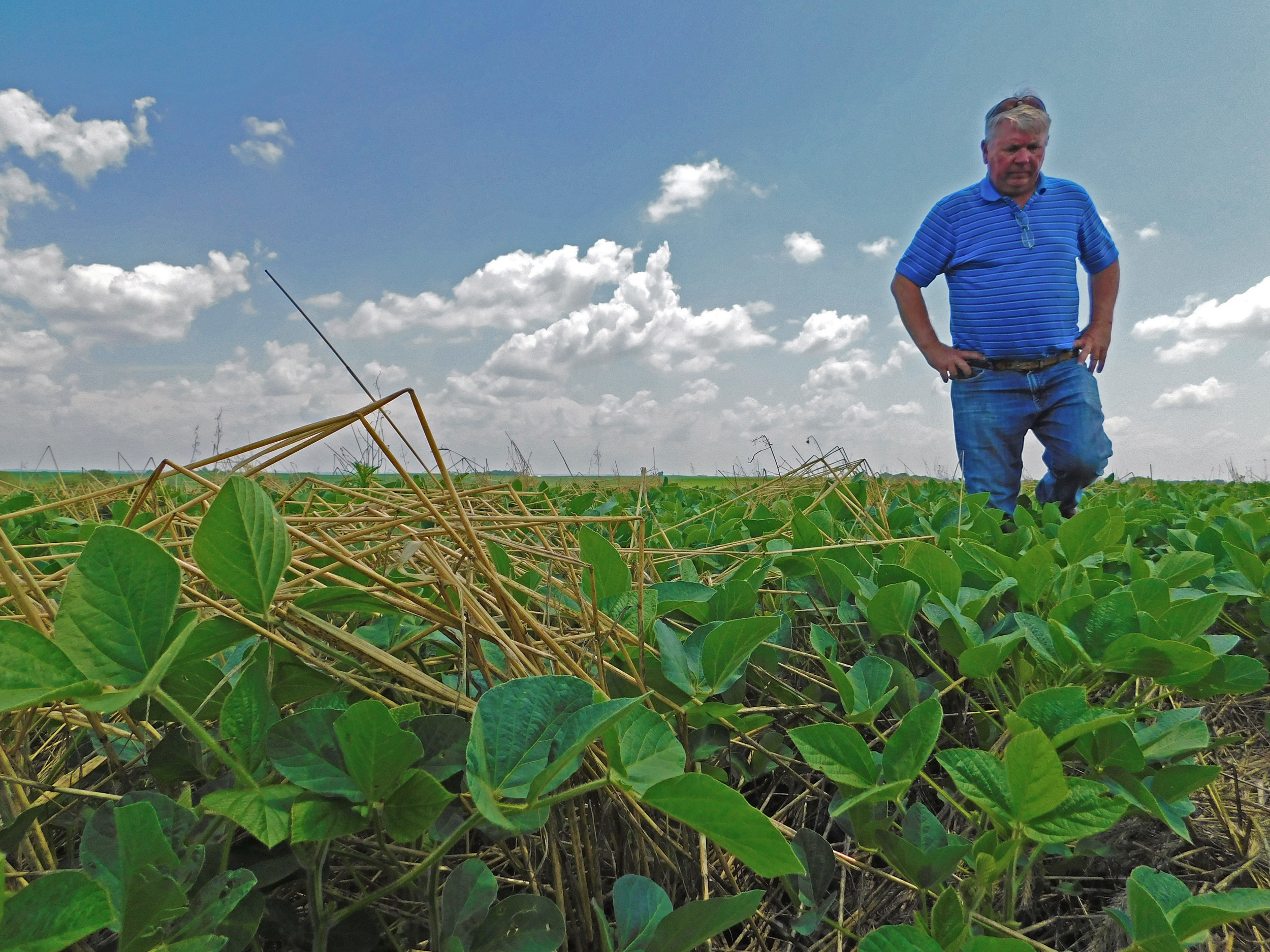 Gary Johnson, a Montgomery County farmer, walks through his field of soybeans to view the benefits of his cover crop.