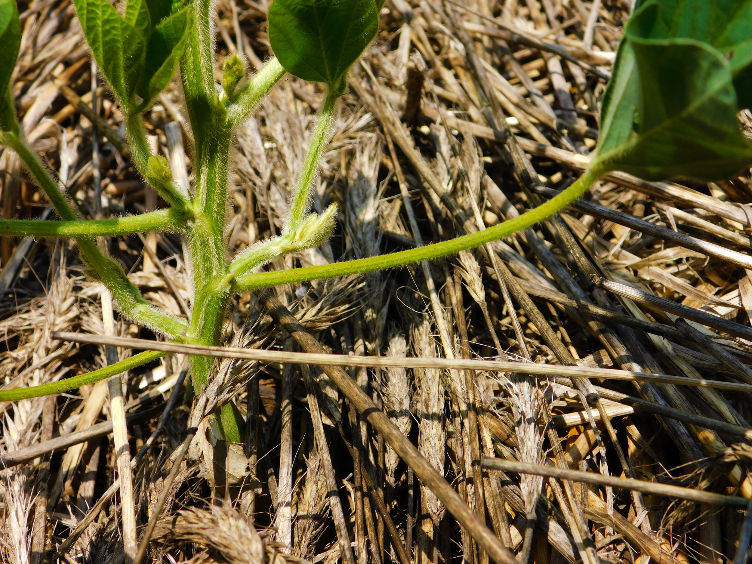 Photo shows the “mat” of residue left in Johnson’s field after he terminated his cover crop of cereal rye.