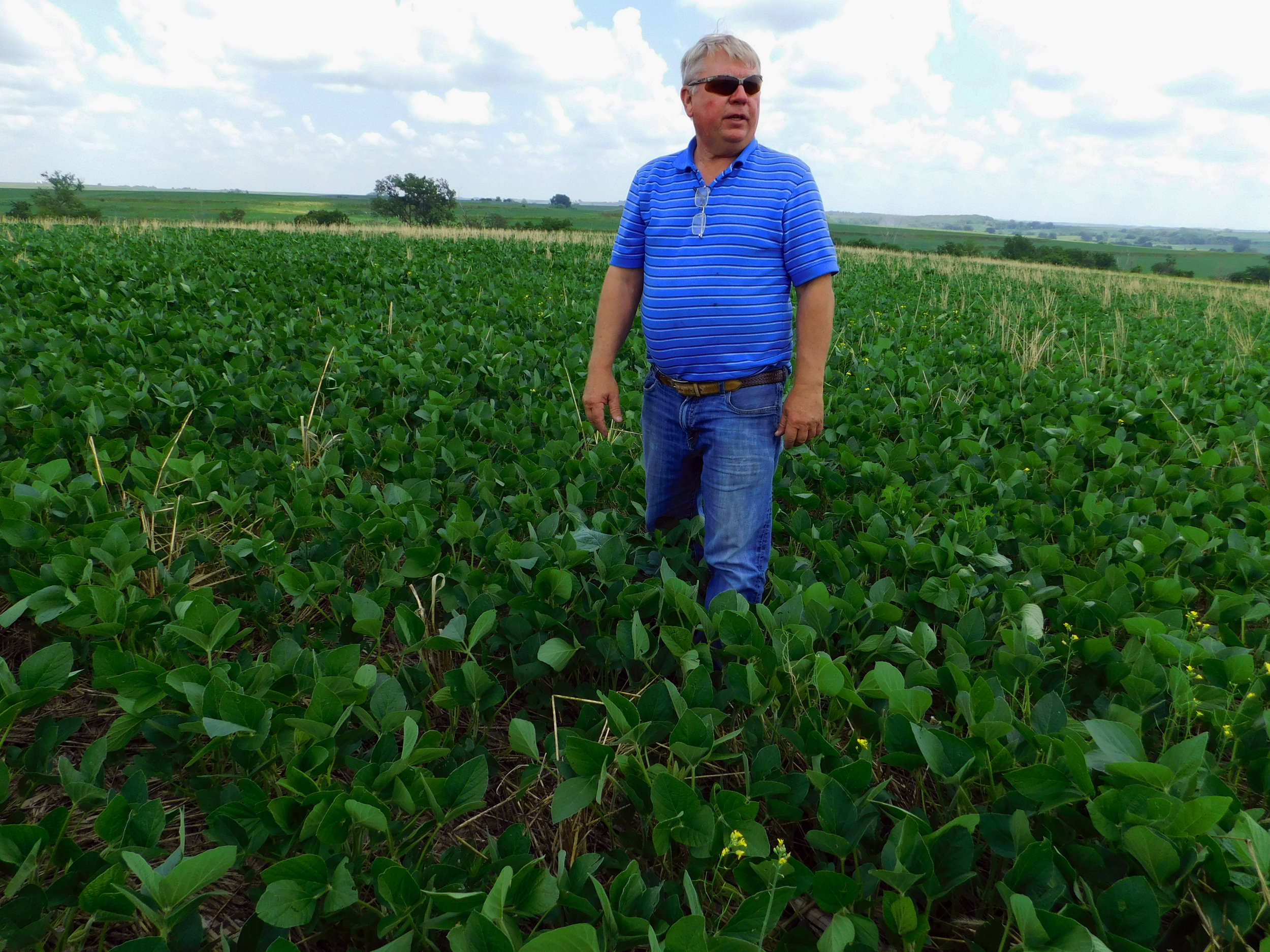 Montgomery County farmer, Gary Johnson, gazes over his soybean field with terminated cereal rye.