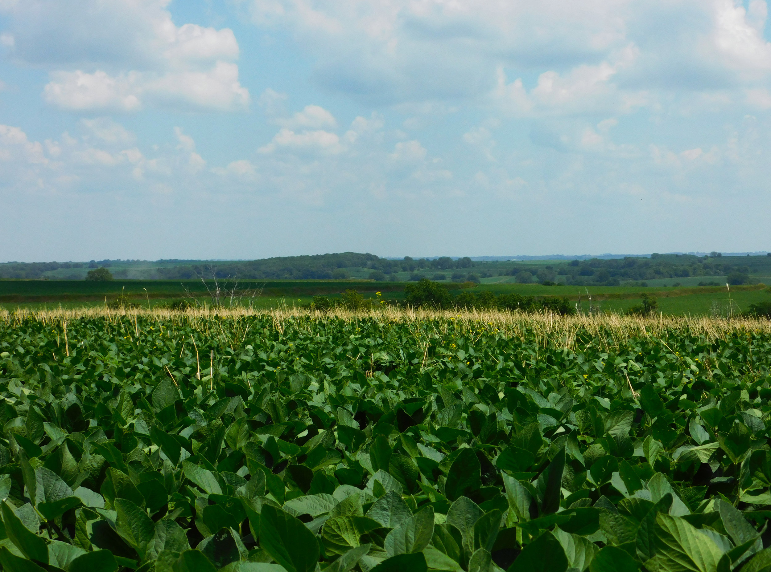 Johnson farms 500 acres of corn and soybeans in southwest Iowa and has cover crops on all 500.