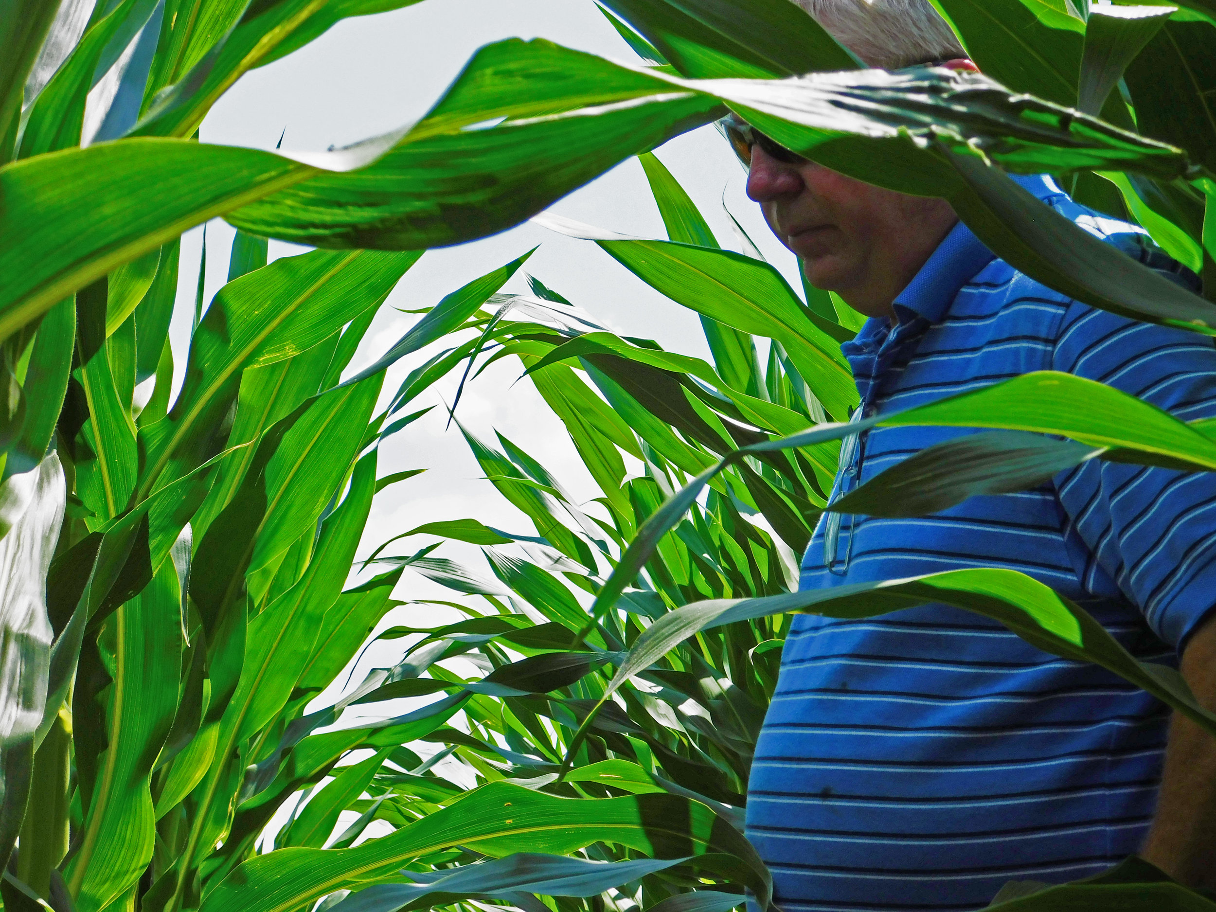   Johnson examines his corn crop on a hot July afternoon.  