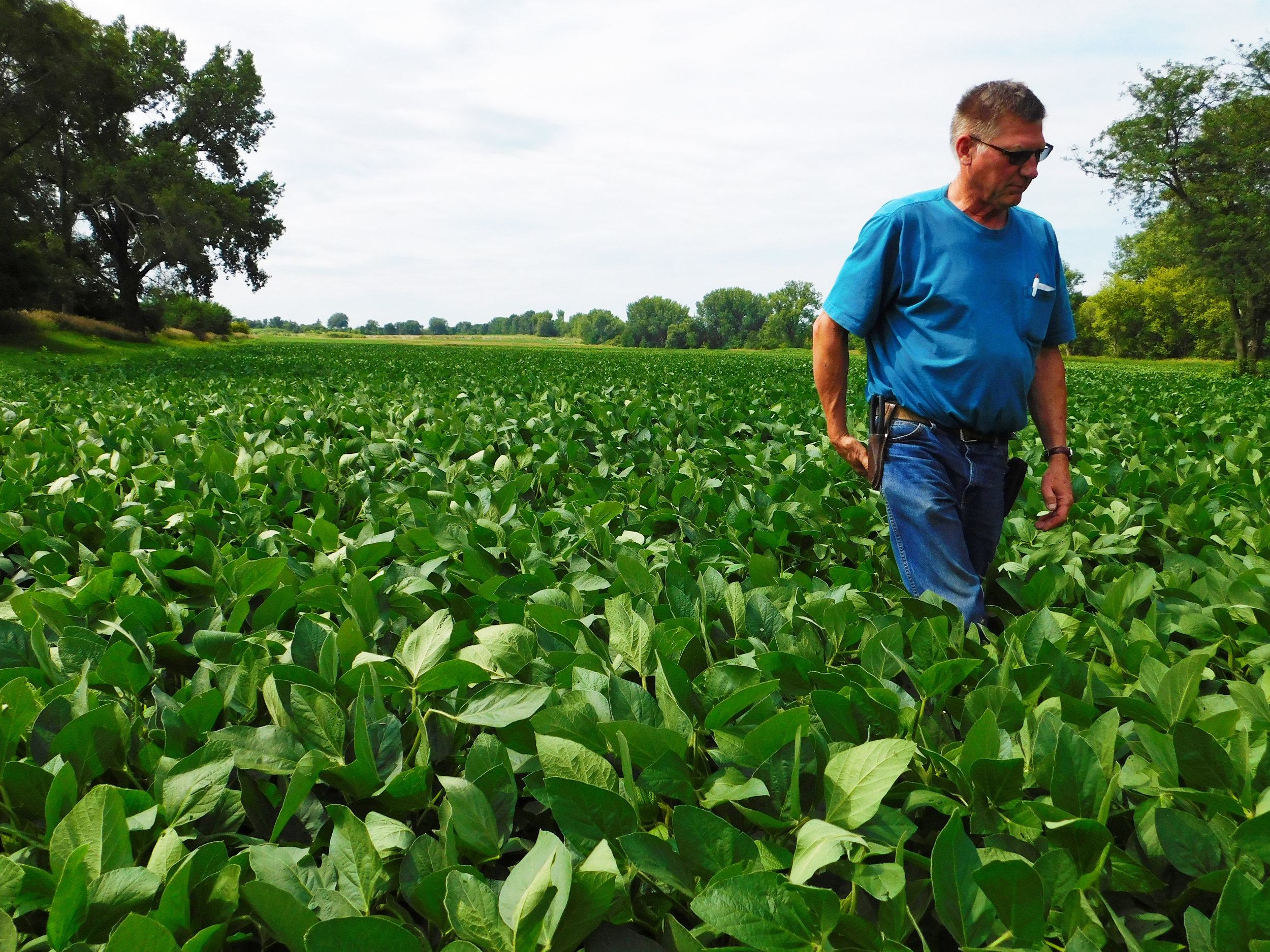 Youngblut walks through his field of soybeans in rural Black Hawk County.