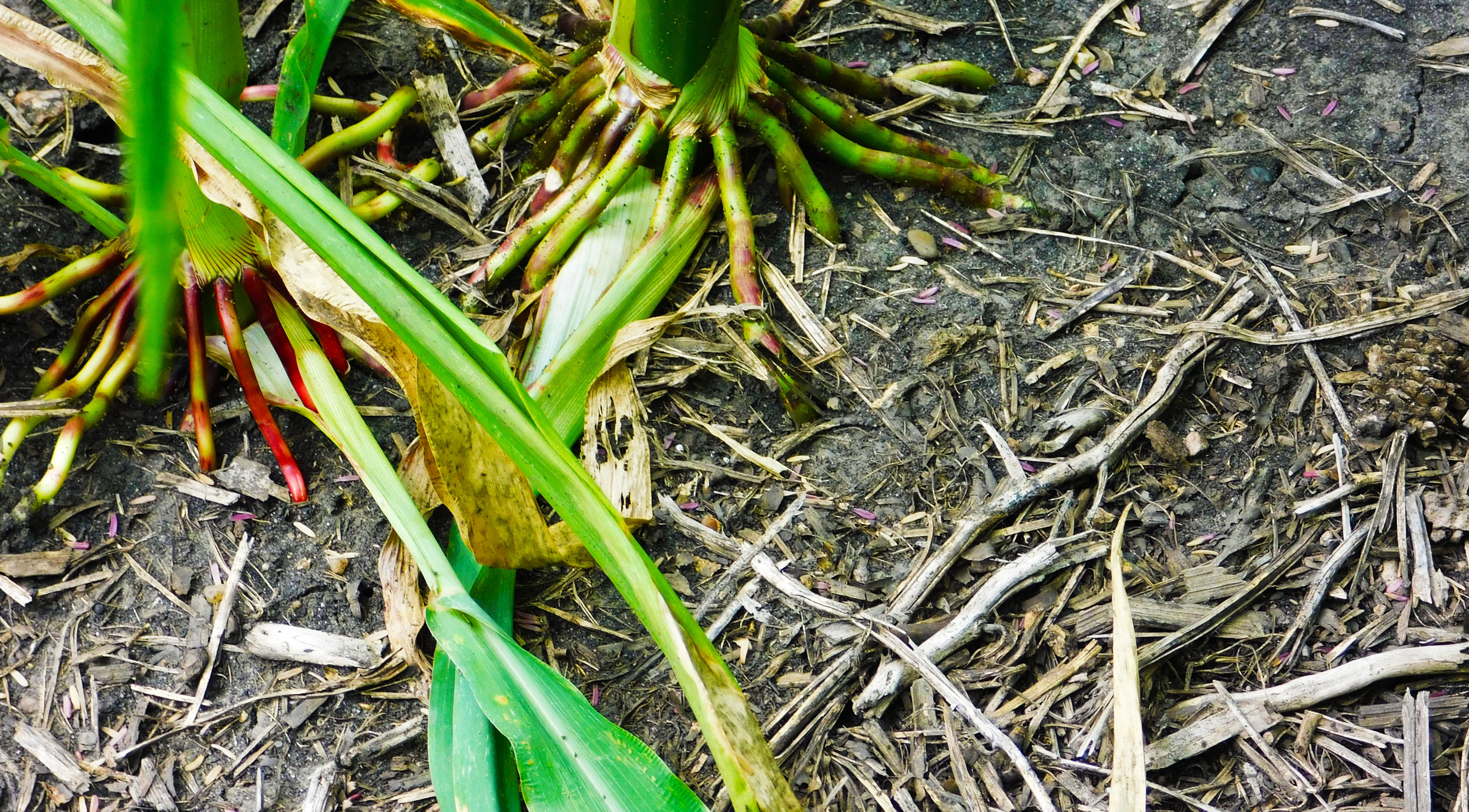 Roots from Youngblut's corn find their way through the remaining cover.