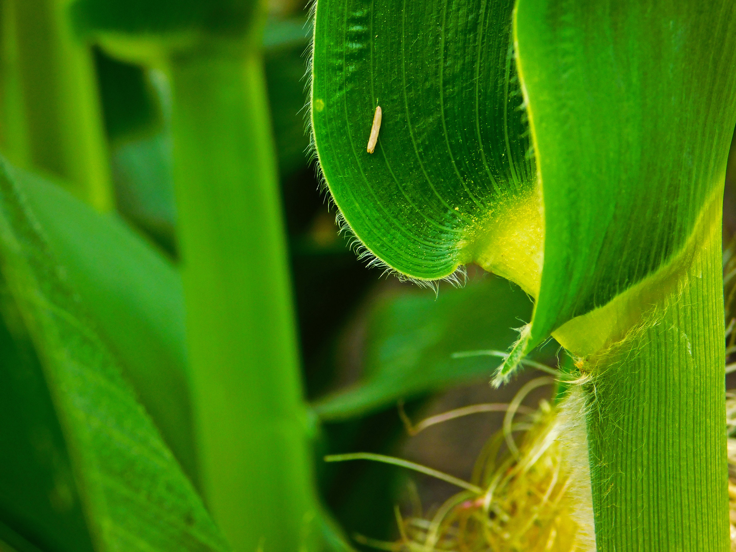 Youngblut points out a larvae on a corn stalk just before the field is sprayed.