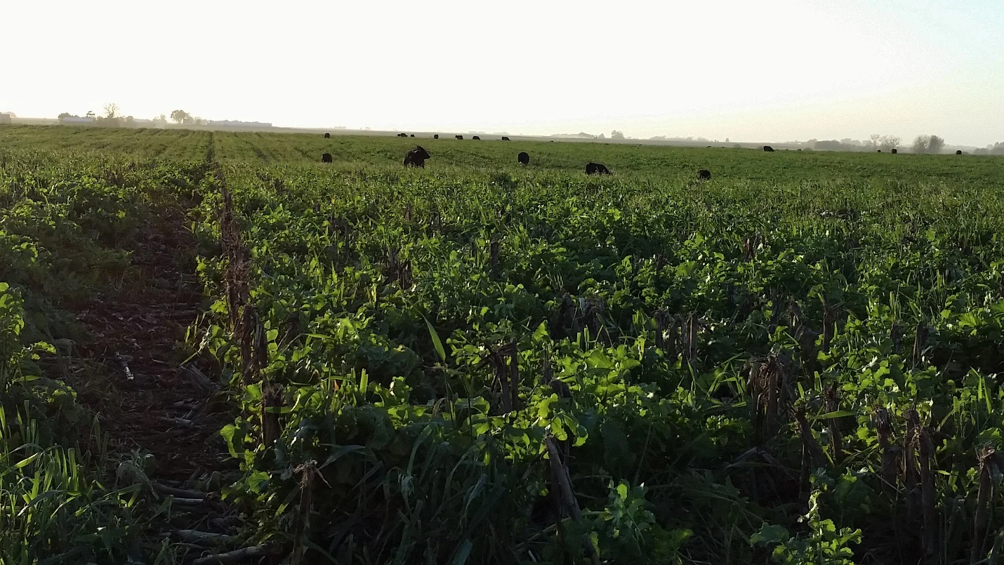 Cover Crops and Seed Corn in Iowa: A Great Fit