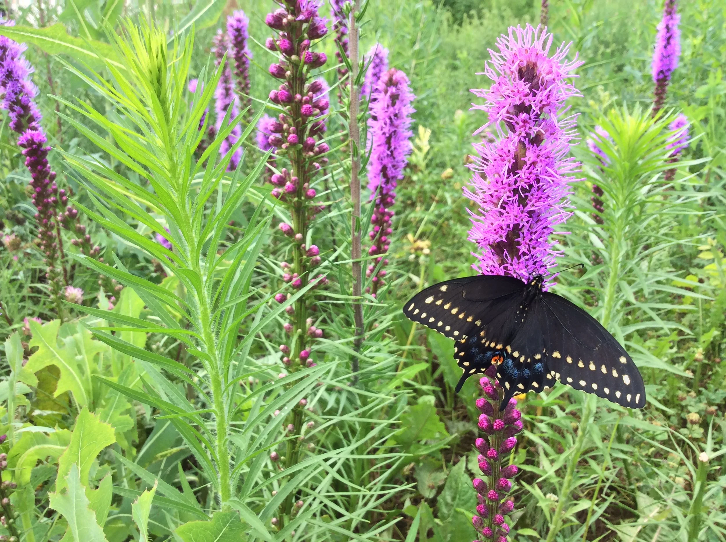 Suite of Ag-Urban Conservation Practices Established at Northeast Iowa Community College and Iowa’s Dairy Center in Calmar, Iowa