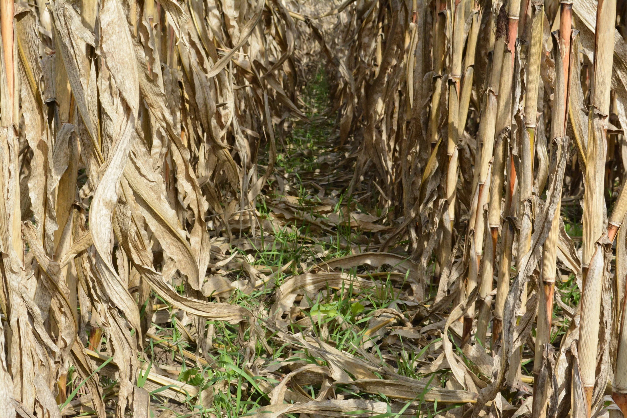 Naig: Innovative Water Quality Demonstration Projects Show Early Success