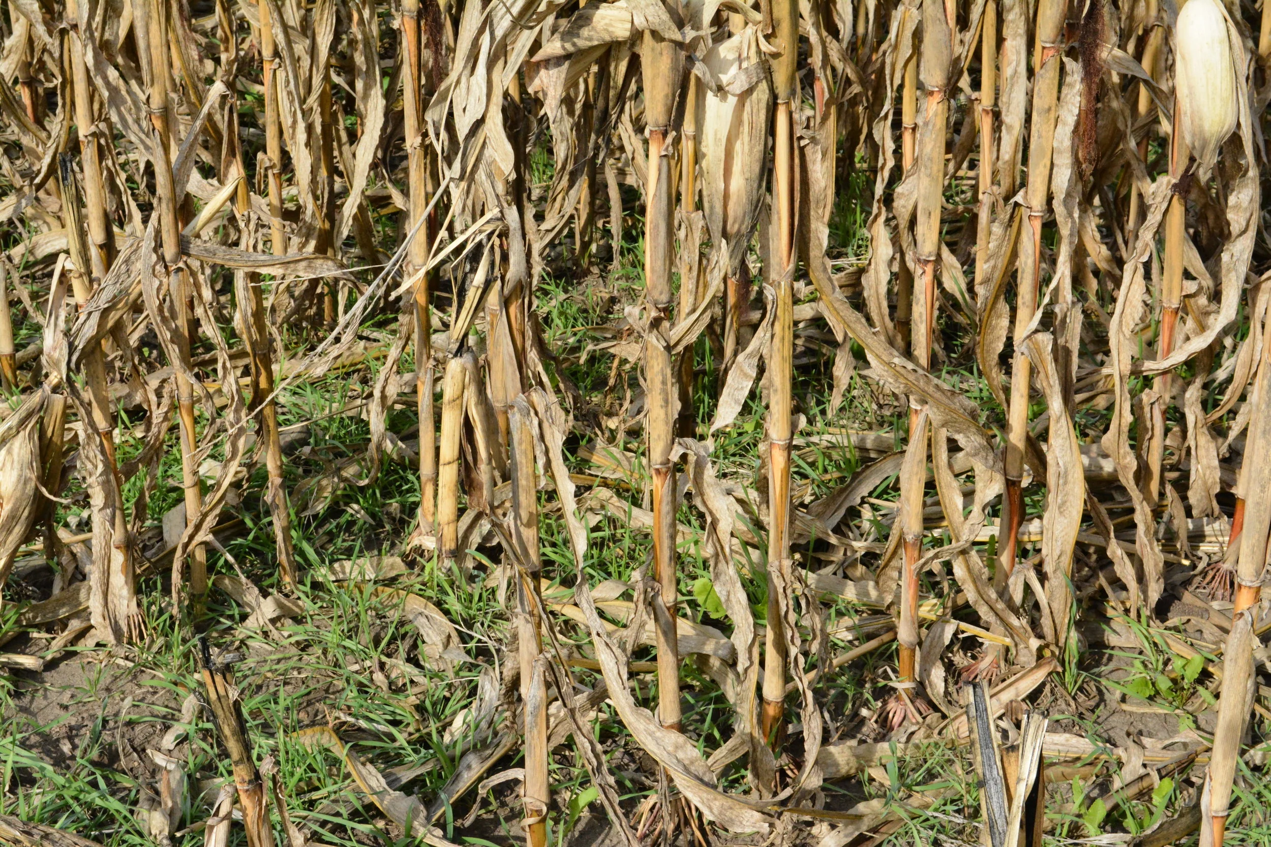 Iowa Cover Crops: Answers to 8 Common Questions