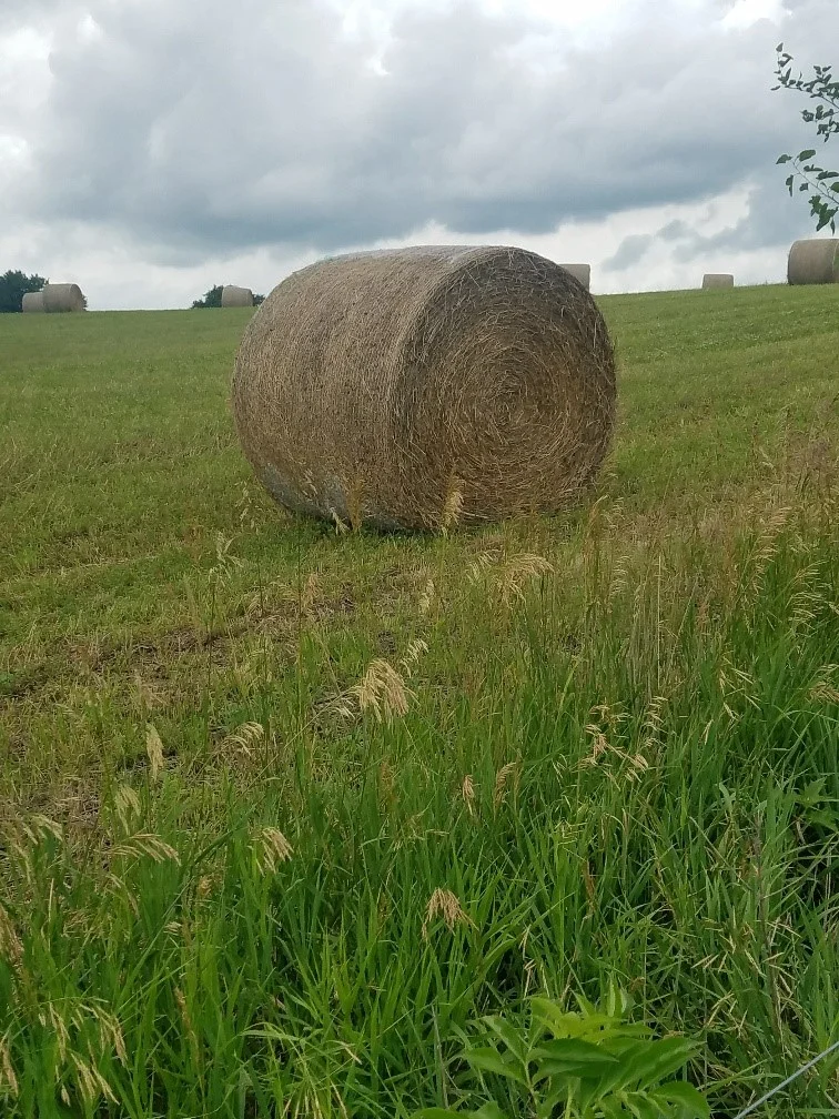 Hay harvest was a game changer for seeding down crop ground. Providing forage for his livestock is more profitable than cropping unproductive side hills.