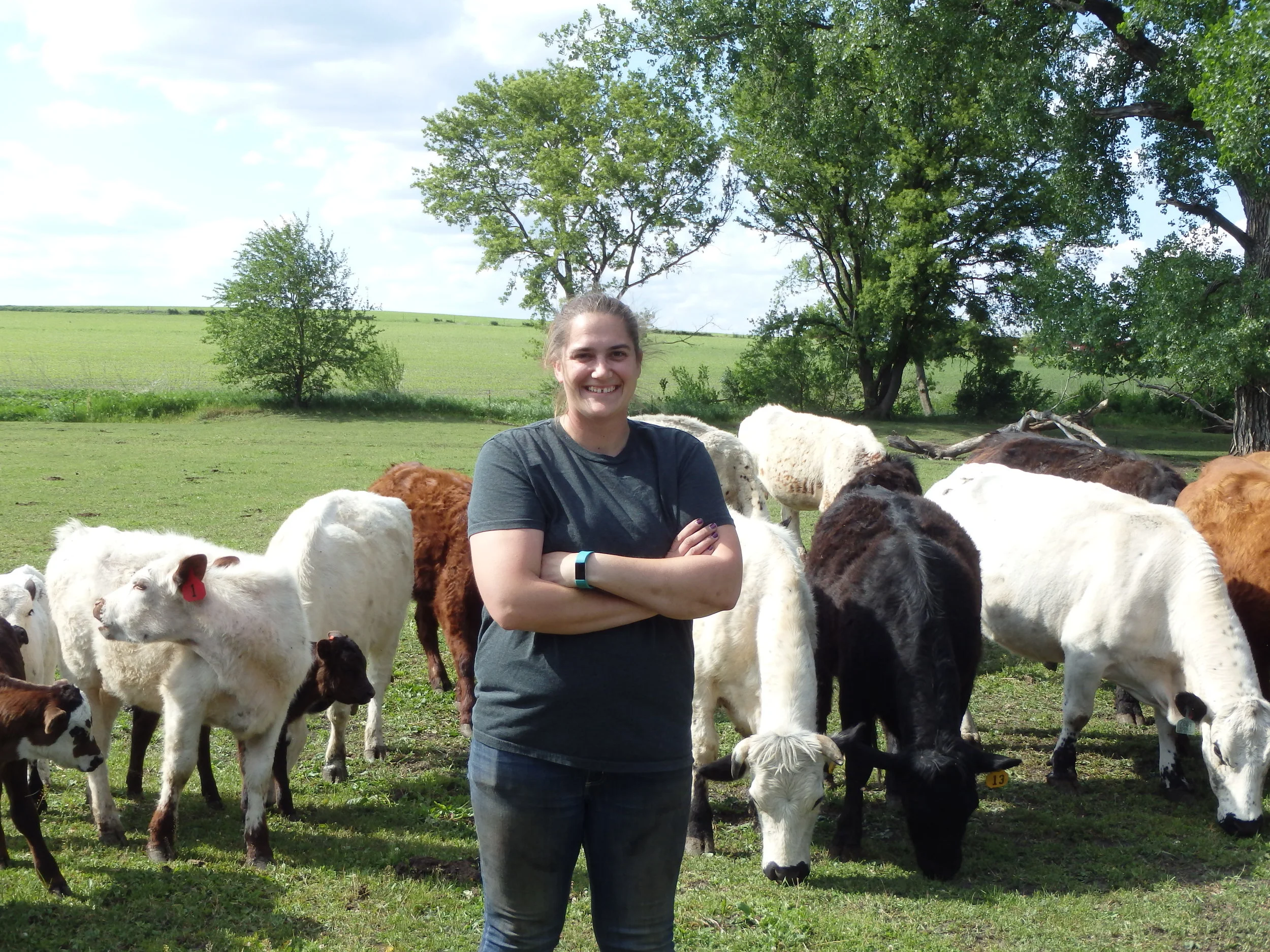 Another unique way to use cover crops in Sioux County