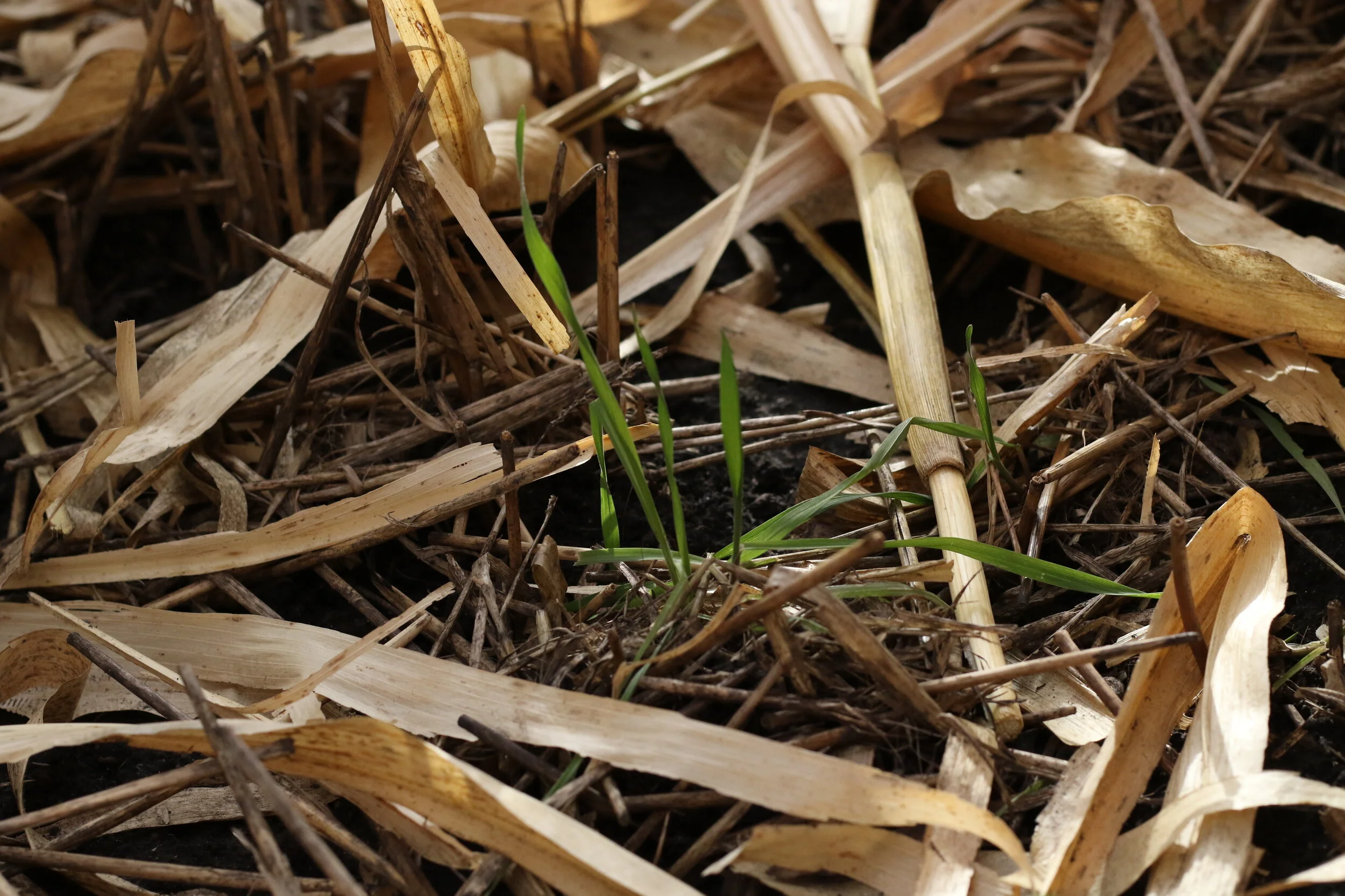 Naig: ‘Farmers and Landowners Who Seed Fall Cover Crops Can Apply for Crop Insurance Discounts’