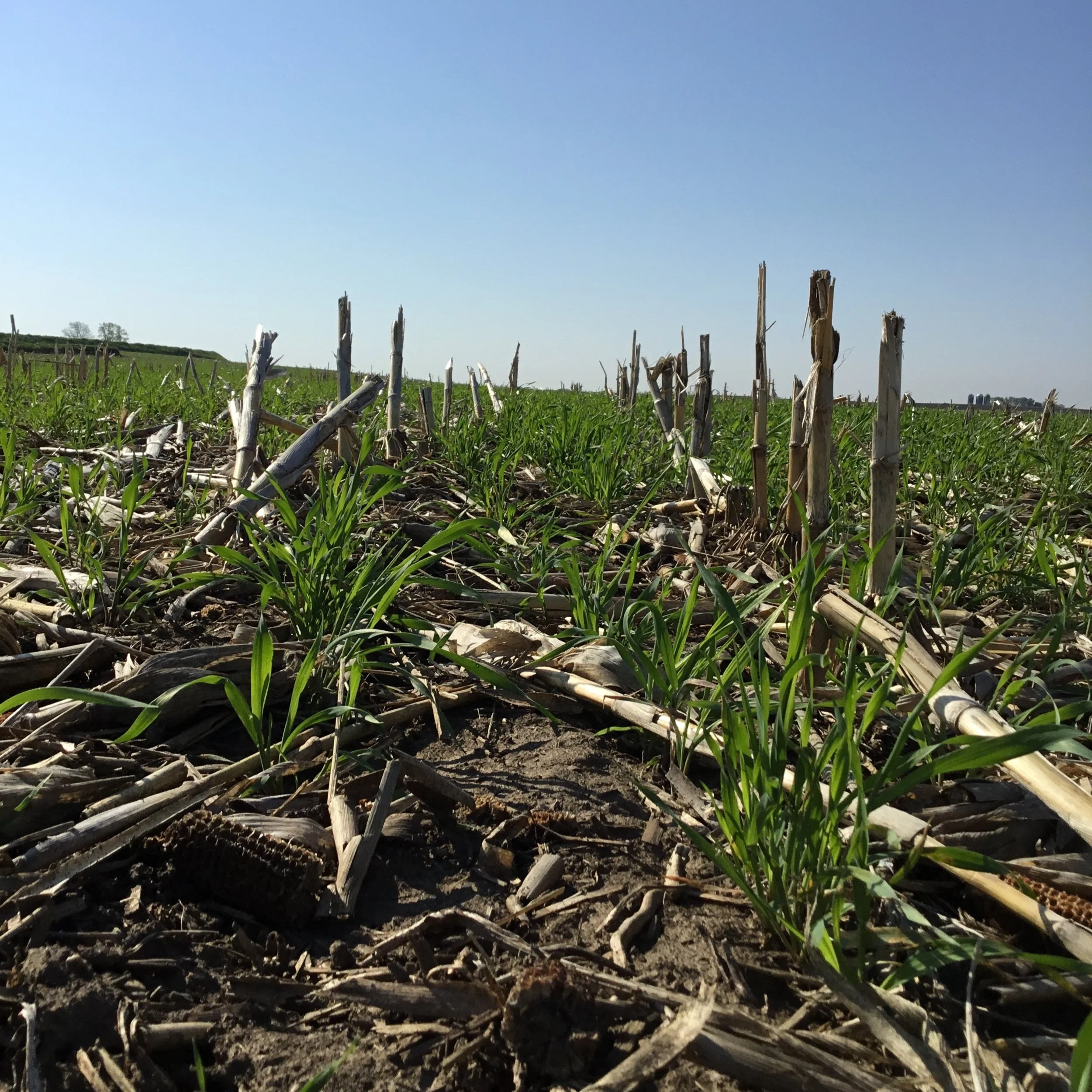 2022 Secretary Naig Announces Continuation of Crop Insurance Discount Program for Cover Crops