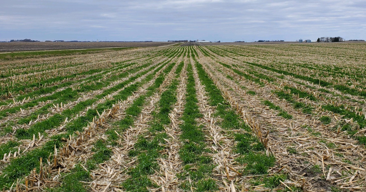 Field with cover crops