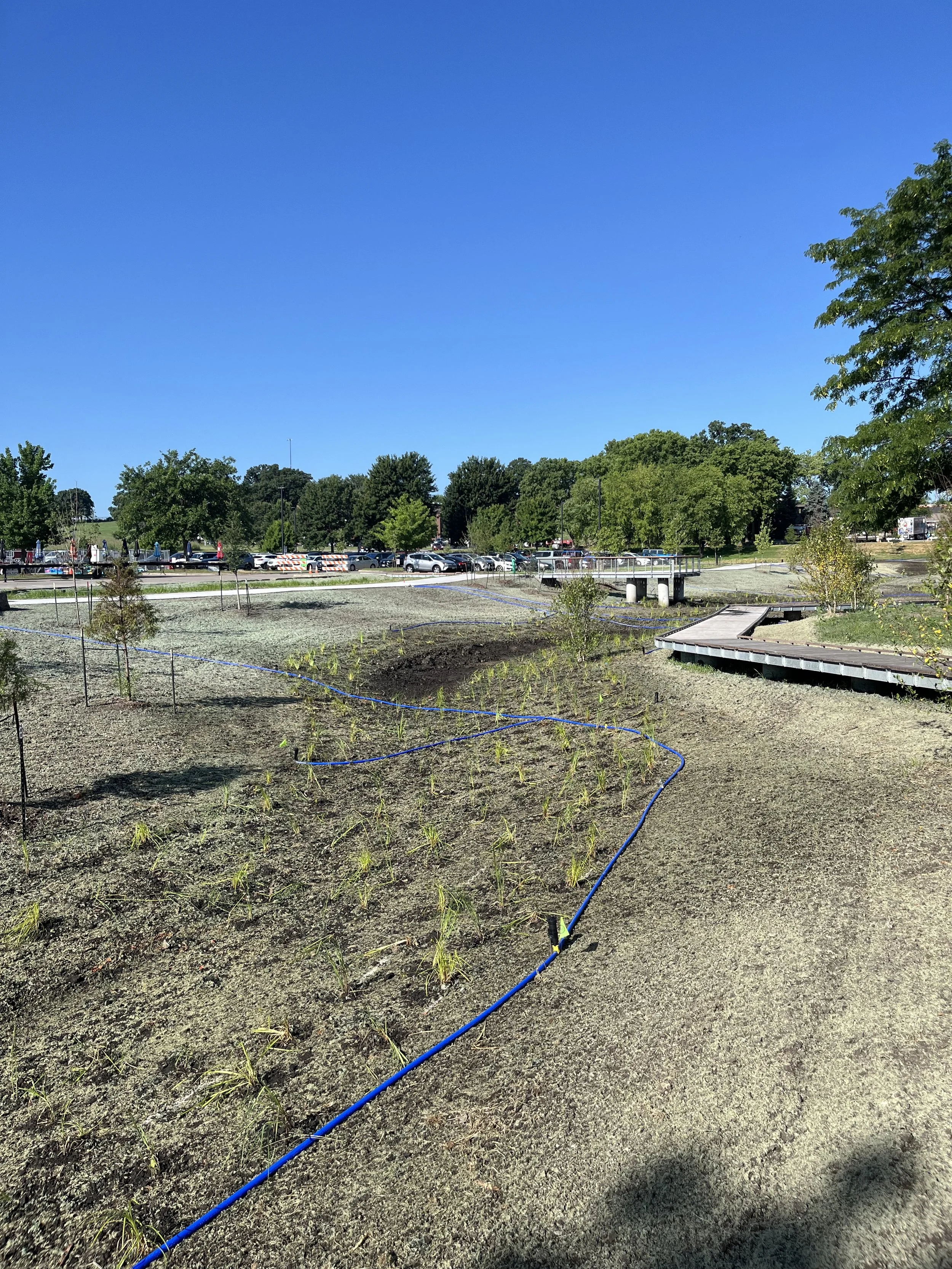 wetland.jpeg