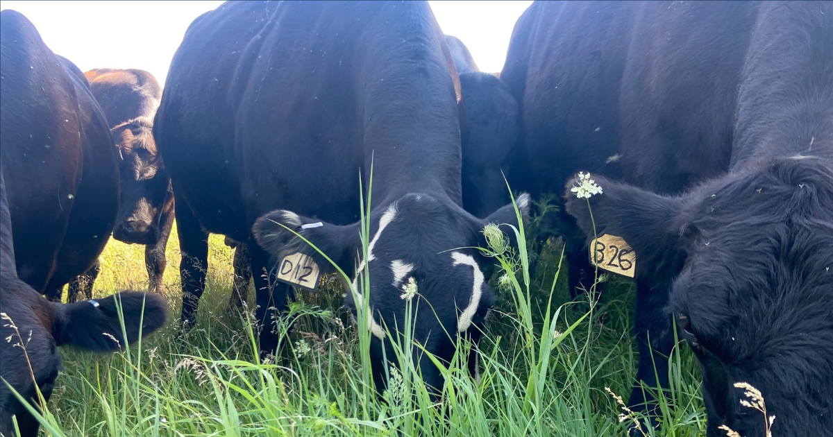 Cattle grazing in field