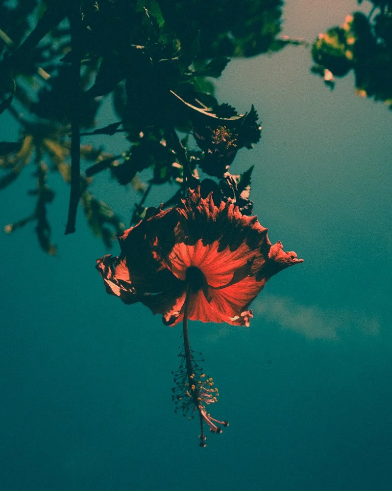 A red hibiscus flower hanging against a teal sky