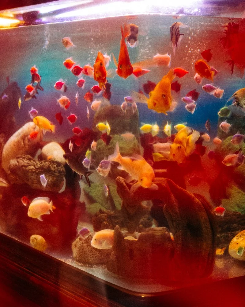 Brightly coloured fish in a large aquarium lit with red light