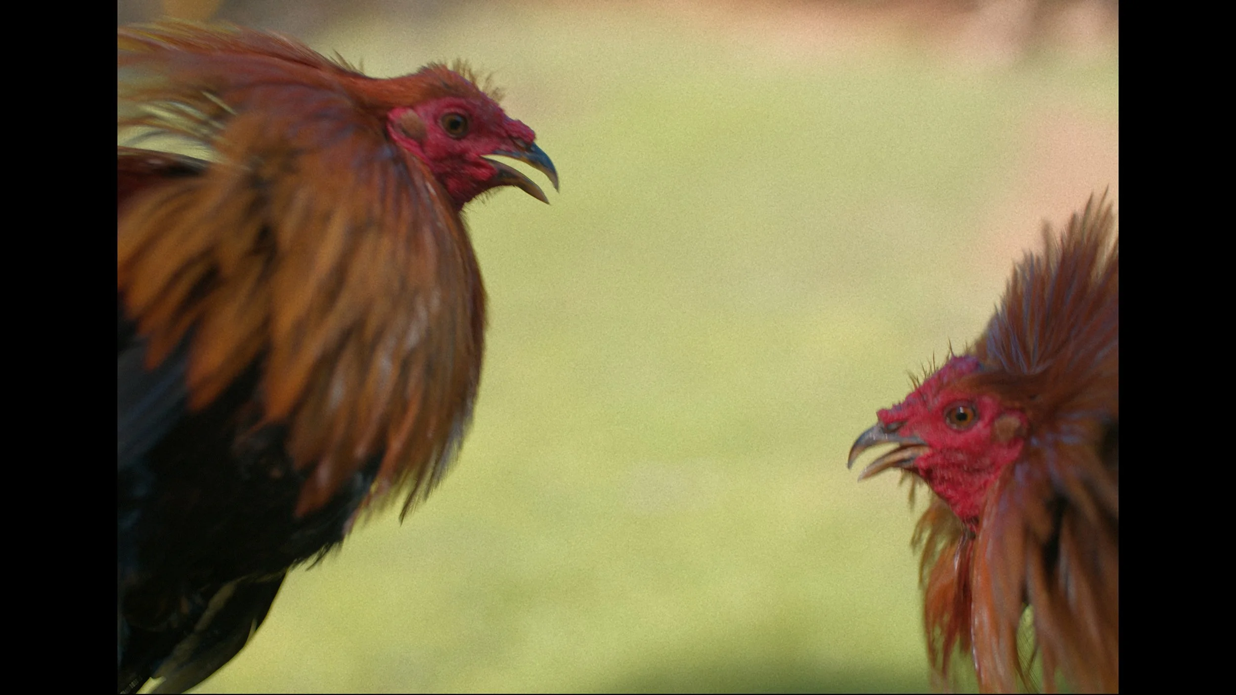 BOP_Still-Roosters.jpg