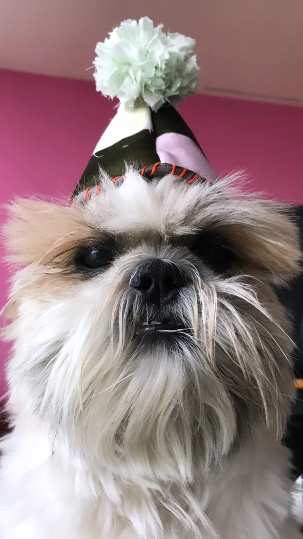 Doggie Celebration Hat