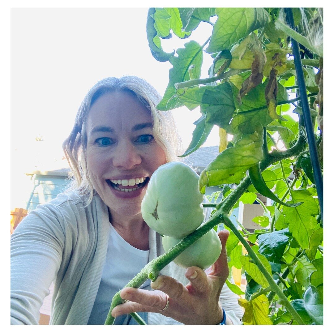 Look at this totally natural gardener-person who grew two whole tomatoes all by herself. These two tomatoes are a big step for this reluctant gardener and it's all a small part of the journey as I work on a book about finding my way out of climate gr